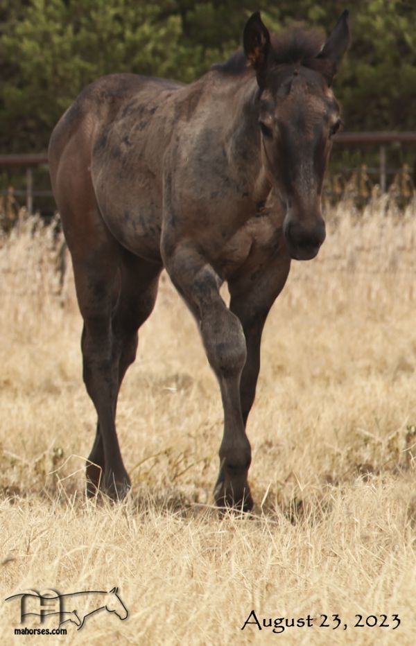 Miss Nads 2023 Blue Roan Stallion